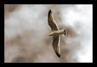 vogelfluglinie_sw  © 2025 René Göke